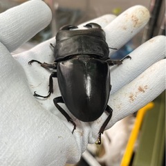 スマトラオオヒラタ（ハーキュリー血統）ペア④の画像