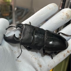 スマトラオオヒラタ（ハーキュリー血統）ペア⑤の画像