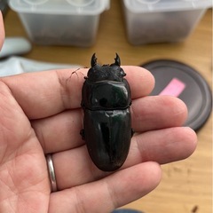 スマトラオオヒラタ（ハーキュリー血統）ペア⑤の画像