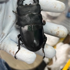 スマトラオオヒラタ（ハーキュリー血統）ペア⑤の画像