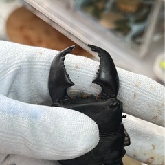 スマトラオオヒラタ（ハーキュリー血統）ペア⑤の画像