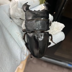 スマトラオオヒラタ（ハーキュリー血統）ペア⑥の画像