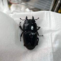 スマトラオオヒラタ（ハーキュリー血統）ペア⑥の画像