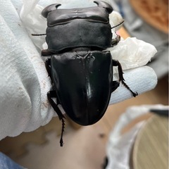 スマトラオオヒラタ（ハーキュリー血統）ペア⑥の画像