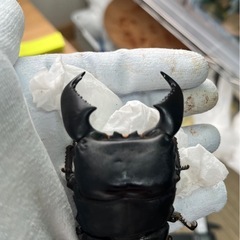 スマトラオオヒラタ（ハーキュリー血統）ペア⑥の画像