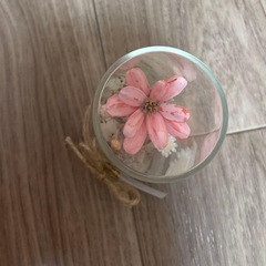 Calon ドライフラワーの画像