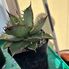 アガベチタノタノーネムの画像