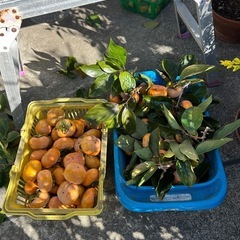 本日限定　自宅の甘柿　10玉200円オマケしますの画像