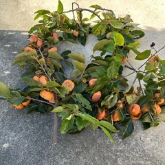 本日限定　自宅の甘柿　10玉200円オマケしますの画像