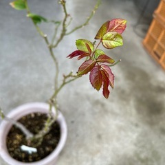 薔薇アンソニーメイアンの画像