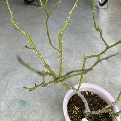 薔薇アンソニーメイアンの画像