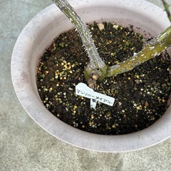 薔薇アンソニーメイアンの画像