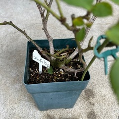 薔薇ゴールドバニーの画像