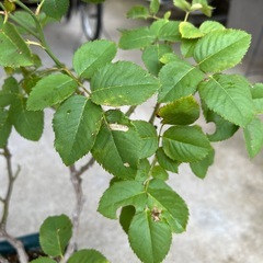 薔薇ゴールドバニーの画像