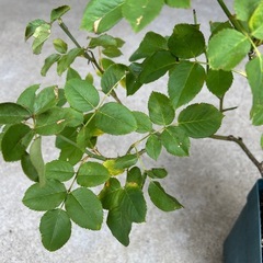 薔薇ゴールドバニーの画像