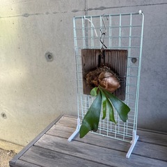 ワイヤーネット5枚とスタンド3セットの画像