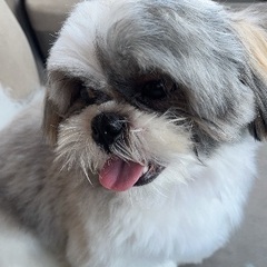 里親募集　一歳　女の子