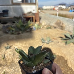 アガベチタノタ鳳凰の画像