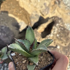 アガベチタノタ鳳凰の画像