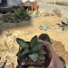 アガベチタノタ鳳凰の画像