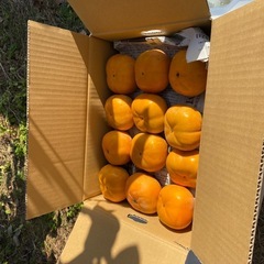 伊豆の国市産　次郎柿
の画像