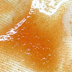 室内培養で安心　繁殖セット　生クロレラ原液付き　オオミジンコ　１ｇ以上　プラス増量　メダカ　金魚　熱帯魚　栄養食の画像