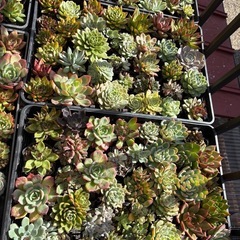多肉植物　名知らずの画像