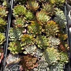 多肉植物　名知らずの画像