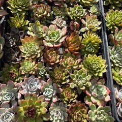 多肉植物　名知らずの画像