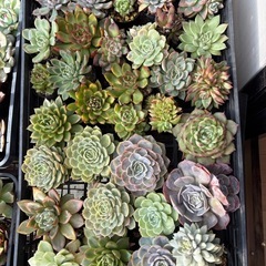 多肉植物　名知らずの画像