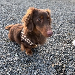 ダックスフンド ♂︎ 2歳