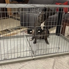 犬　ペットケージの画像