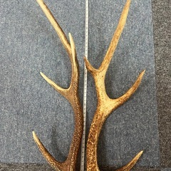 鹿の角 の画像
