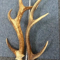 鹿の角 の画像