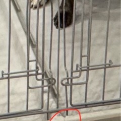 犬　ペットケージの画像