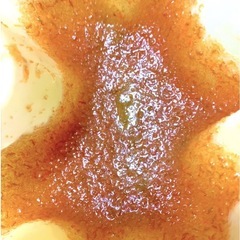 室内培養で安心　繁殖セット　生クロレラ原液付き　オオミジンコ　３ｇ以上　プラス増量　メダカ　金魚　熱帯魚　栄養食の画像