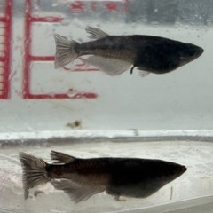 11/23 24 黒いメダカ　オロチ　ペア　ミナミヌマエビ付　中央区晴海トリトン付近の画像