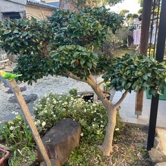 椿　小木2の画像