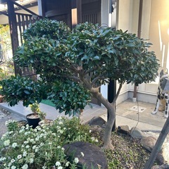 椿　小木2の画像