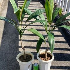 コルジリネ ストリクタ（観葉植物）鉢植えの画像