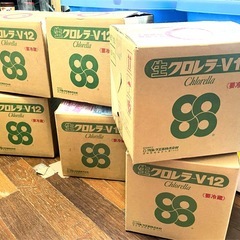 【最安値】　生クロレラ　原液　１００ｍｌ　生き餌　産卵促進　メダカ　針子　グリーンウォーター　青水 の画像