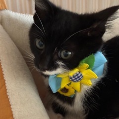 🌟抱っこOK！甘えん坊のクロシロ子猫💖里親様募集