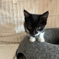 🌟抱っこOK！甘えん坊のクロシロ子猫💖里親様募集 - 猫