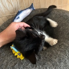 🌟抱っこOK！甘えん坊のクロシロ子猫💖里親様募集 - 北名古屋市