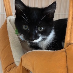 🌟抱っこOK！甘えん坊のクロシロ子猫💖里親様募集 - 里親募集