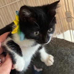 🌟抱っこOK！甘えん坊のクロシロ子猫💖里親様募集 − 愛知県