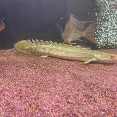 ポリプテルス3匹セット（アンソルギー、ラプラディ、プラチナセネガルス）の画像