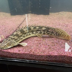 ポリプテルス3匹セット（アンソルギー、ラプラディ、プラチナセネガルス）の画像