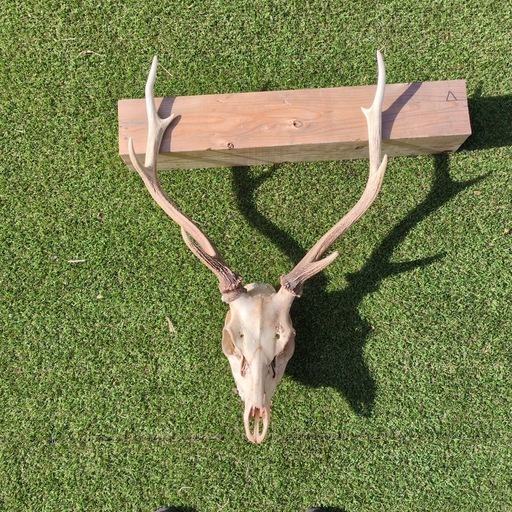 鹿の角
