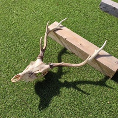 鹿の角の画像